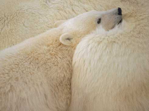 ubojnia drobiu Wielkopolska