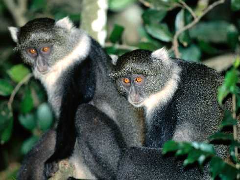 Zachodniopomorskie ubojnia kur