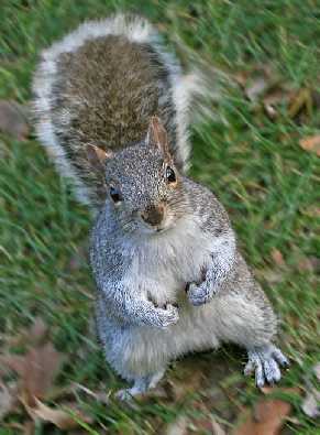 Nowe Miasteczko kurczaki