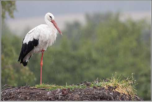 super ubojnia drobiu