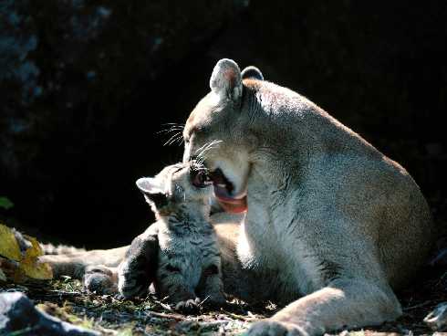 ubojnia drobiu Chojna