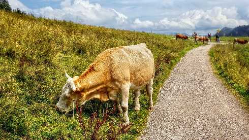 podlaskie ubojnia kurczaków