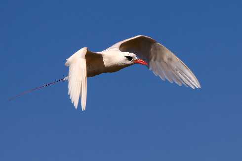 wielkopolskie ubojnia kur
