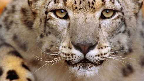 ubojnia drobiu Mieszkowice