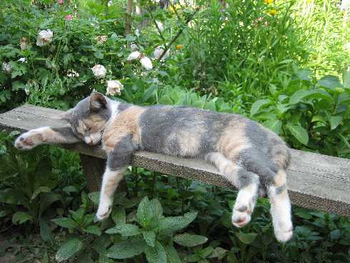 ubojnia drobiu Wielkopolskie