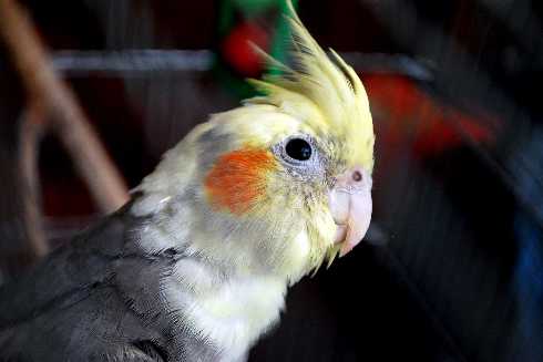 polecana ubojnia drobiu Wielkopolska