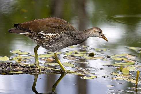 kurczaki hurt Tuczno