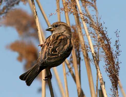 rzeźnia drobiu województwo warmińsko mazurskie