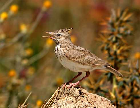 ubojnia Bajon drobiu
