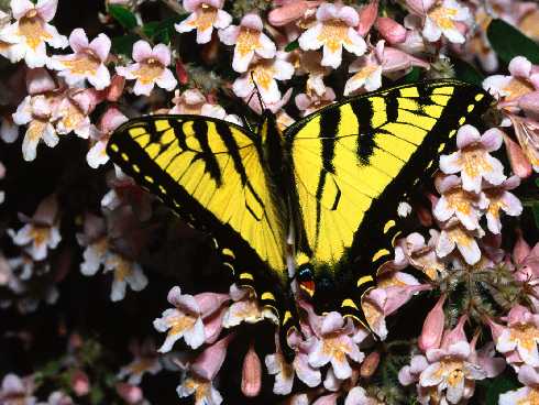 Koszalin kurczaki hurtownia
