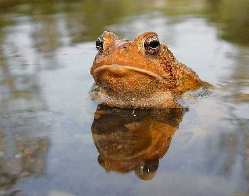 Toruń dystrybucja kurczaków