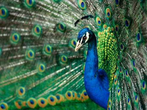 ubojnia kurczaków Ostrów Wielkopolski