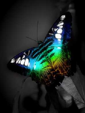 ubojnie drobiu woj. mazowieckie