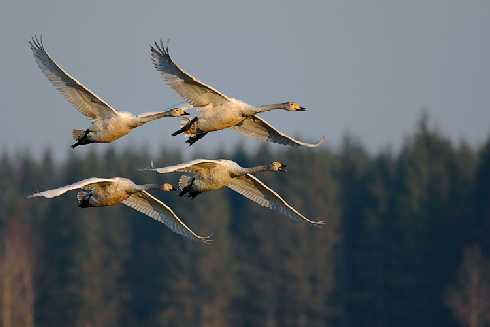 woj. małopolskie rzeźnia kurczaków