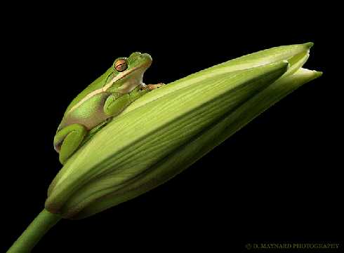 lubelskie rzeźnie drobiu