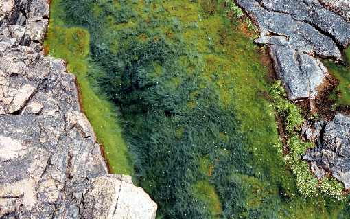 woj. wielkopolskie ubojnia kurczaków