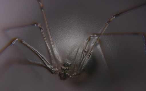 rzeźnie kurczaków województwo opolskie