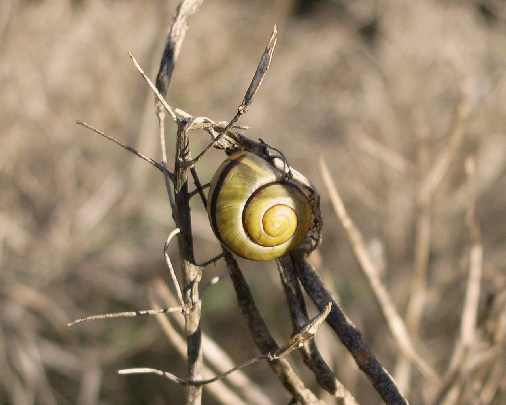 ubojnia drobiu Wielkopolskie