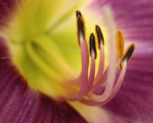 ubojnie kurczaków woj. małopolskie