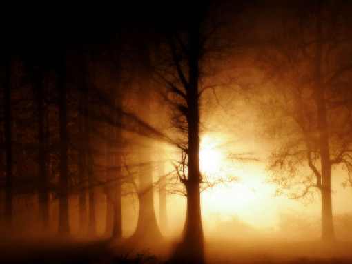 woj. opolskie ubojnie kur