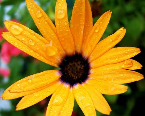 Wielkopolska ubojnia drobiu