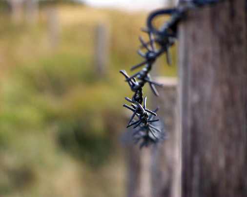 ubojnia drobiu Wielkopolska