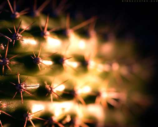 polecana ubojnia drobiu Wielkopolska