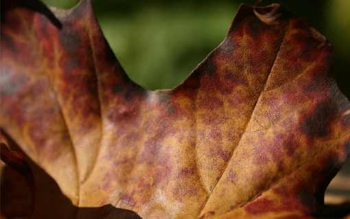 ubojnia drobiu strona www