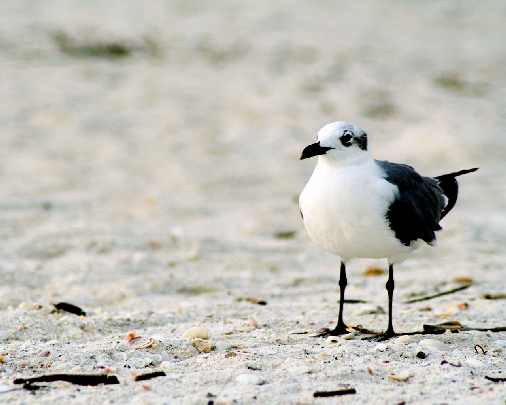ubojnia drobiu Wielkopolska