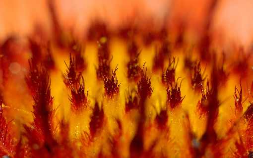 ubojnie drobiu Wielkopolska