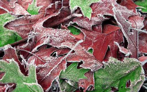 Piła ubojnia drobiu