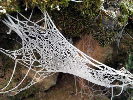 wielkopolskie ubojnia kur