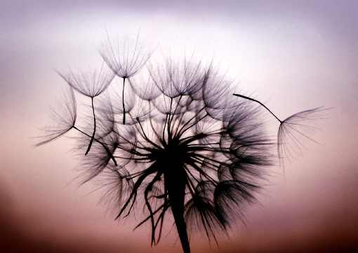 woj. pomorskie ubojnie kur