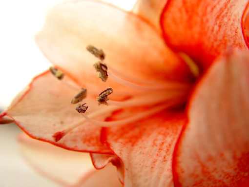 rzeźnie drobiu woj. mazowieckie