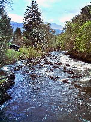 kurczaki Koszalin cena