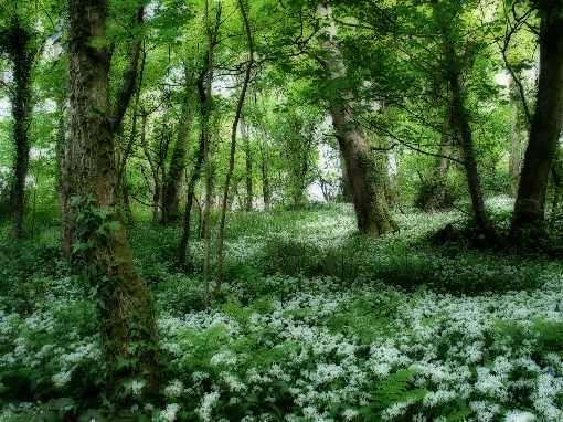 dobra ubojnia drobiu