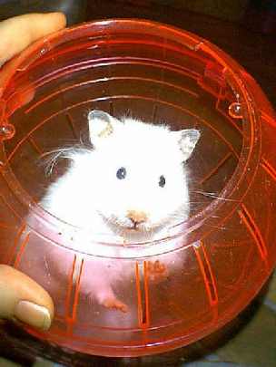 ubojnia kurczaków województwo lubelskie