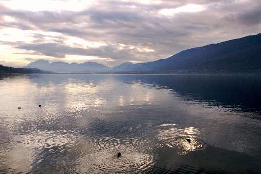 ubojnia drobiu strona internetowa