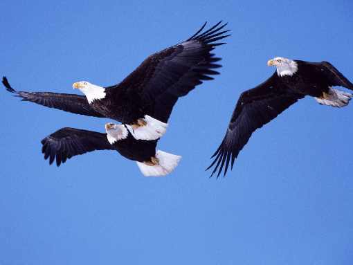 ubojnia drobiu w Wielkopolsce