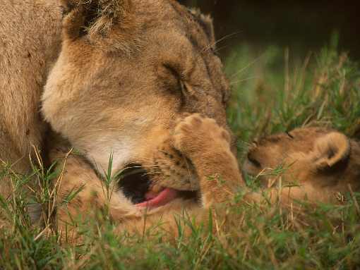 Bydgoszcz uda z kurczaka