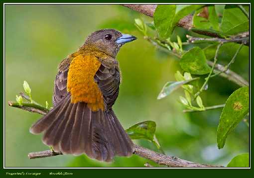 Wielkopolska Ubojnia drobiu