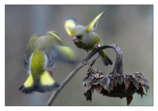 ubojnia kurczaków województwo wielkopolskie