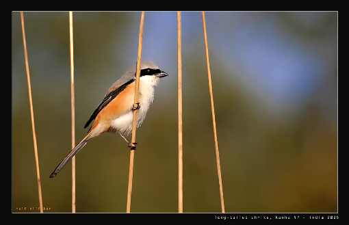 rzeźnia drobiu województwo kujawsko pomorskie