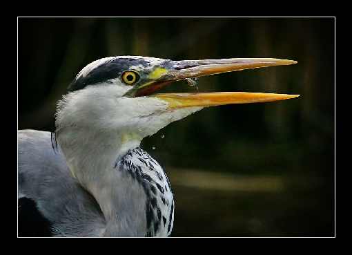 ubojnia drobiu Wielkopolskie