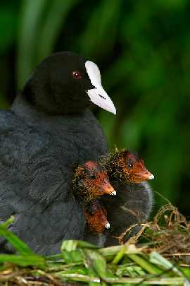 ubojnia drobiu Piła