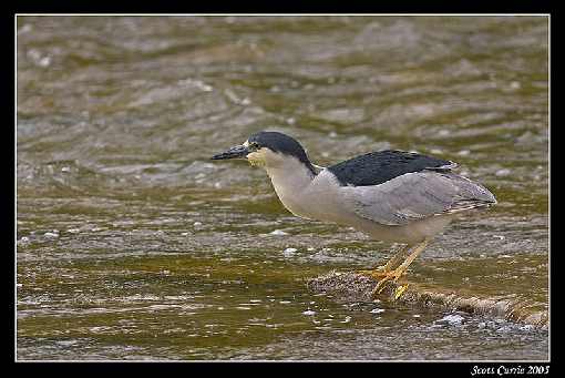 ubojnie drobiu Wielkopolska