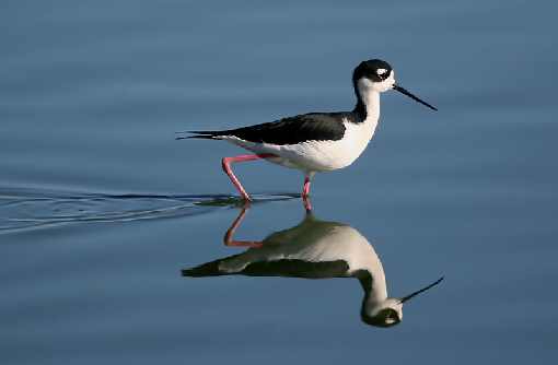 województwo łódzkie ubojnie drobiu