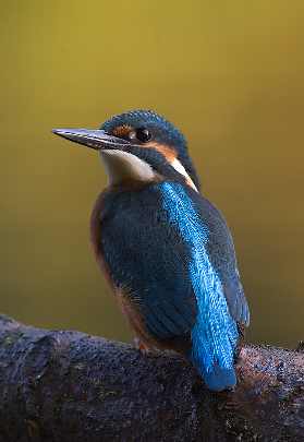 rzeźnie drobiu województwo podkarpackie