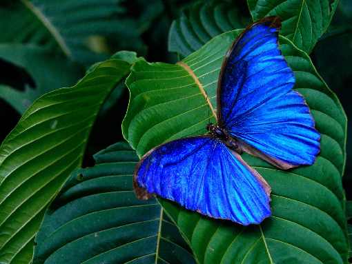podlaskie rzeźnie kurczaków