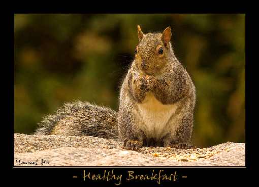 rzeźnia kurczaków śląskie